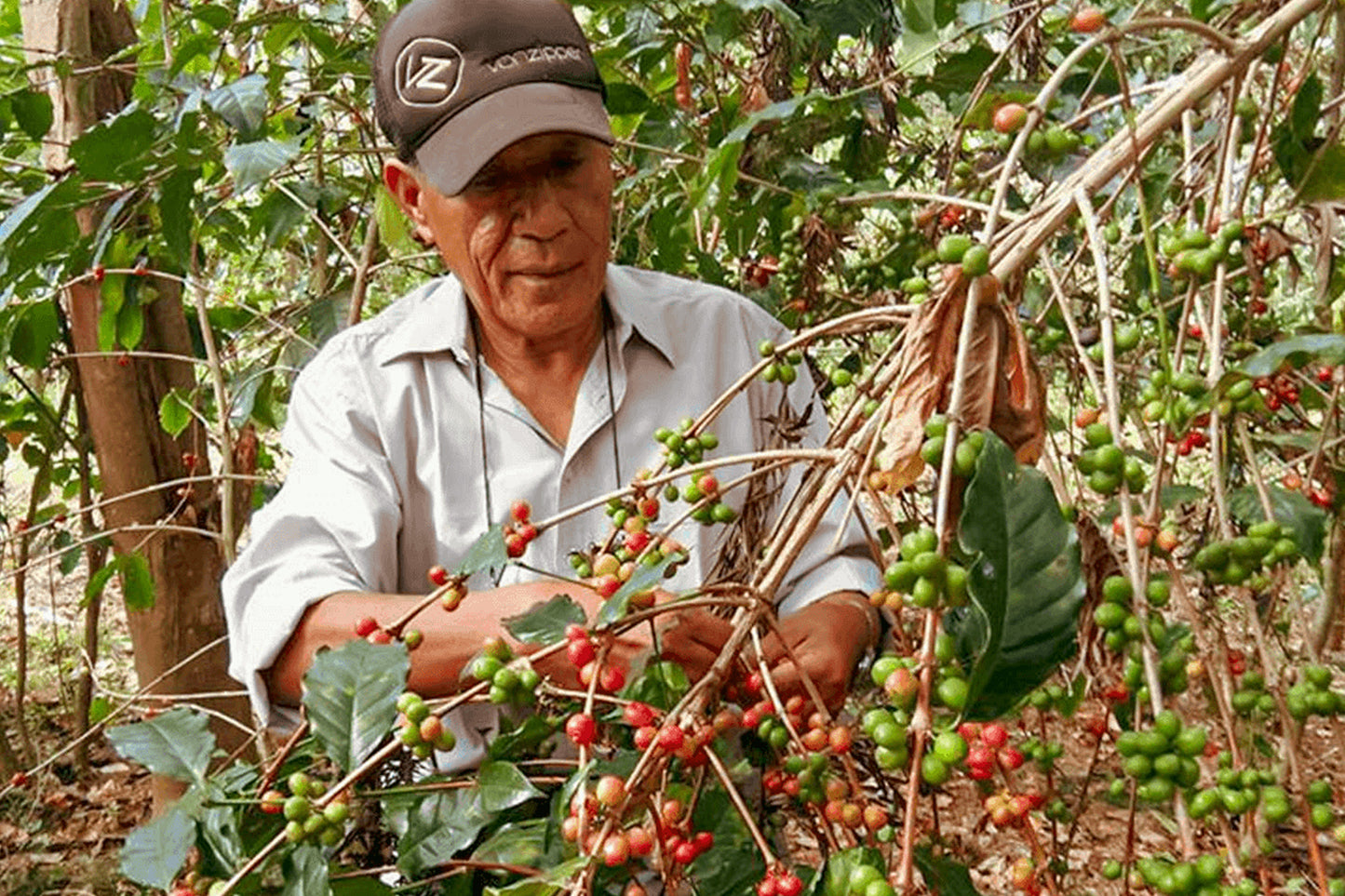 東ティモール / Timor Global FAQ【浅煎り】