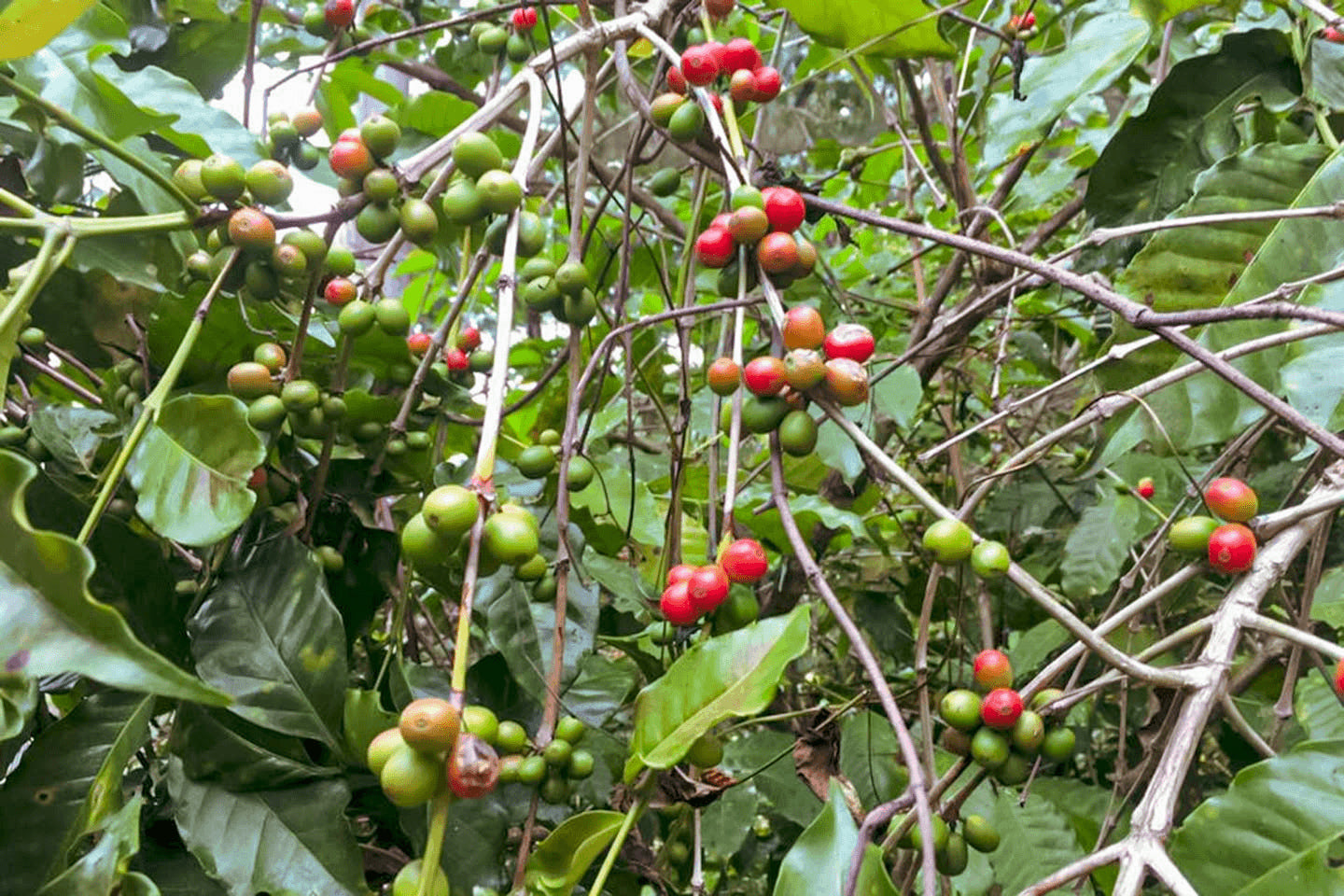 東ティモール / Timor Global FAQ【浅煎り】