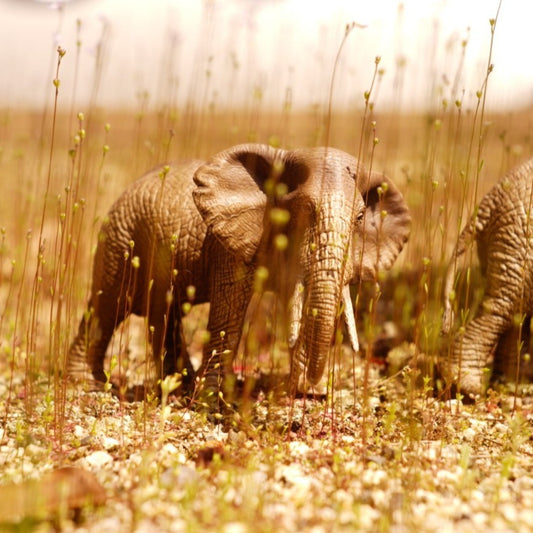 Schleich アフリカ象(メス) 14761